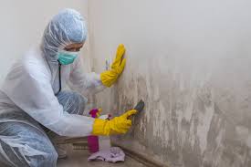 Best Environmental Consulting for Mold Prevention  in Elwood, UT